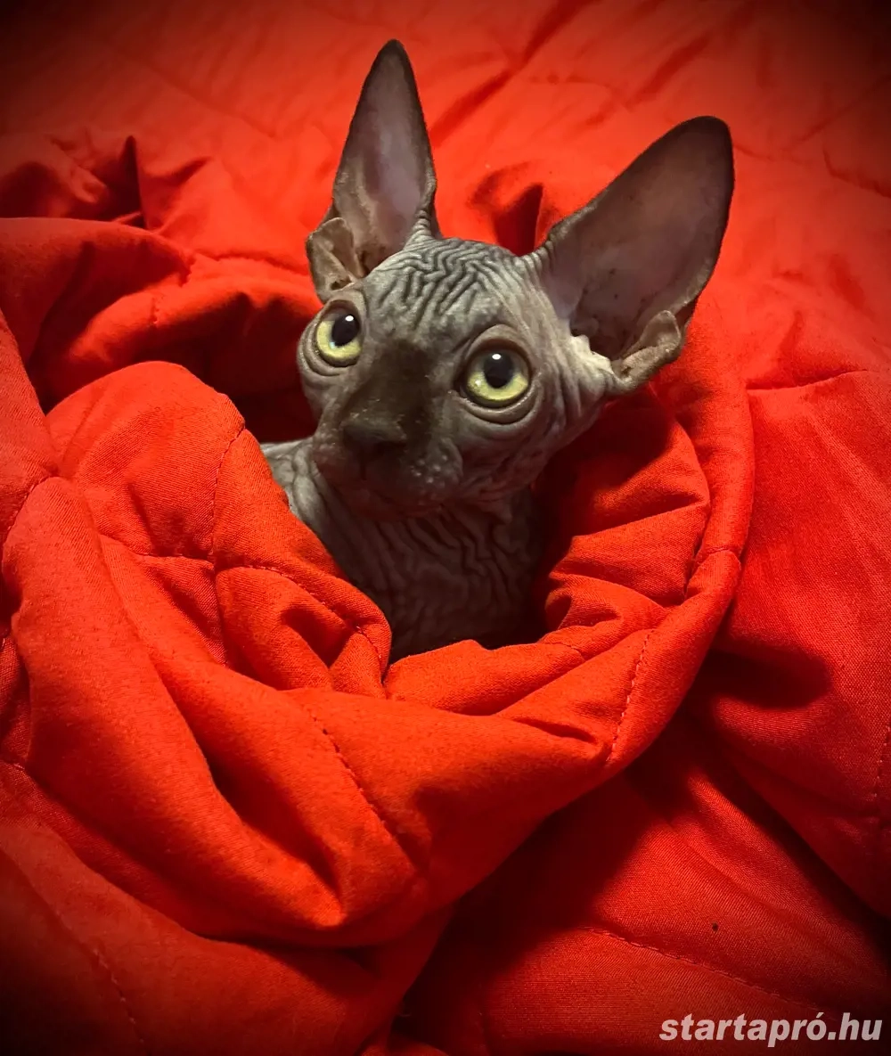Kopasz (szfinx) cica eladó! 