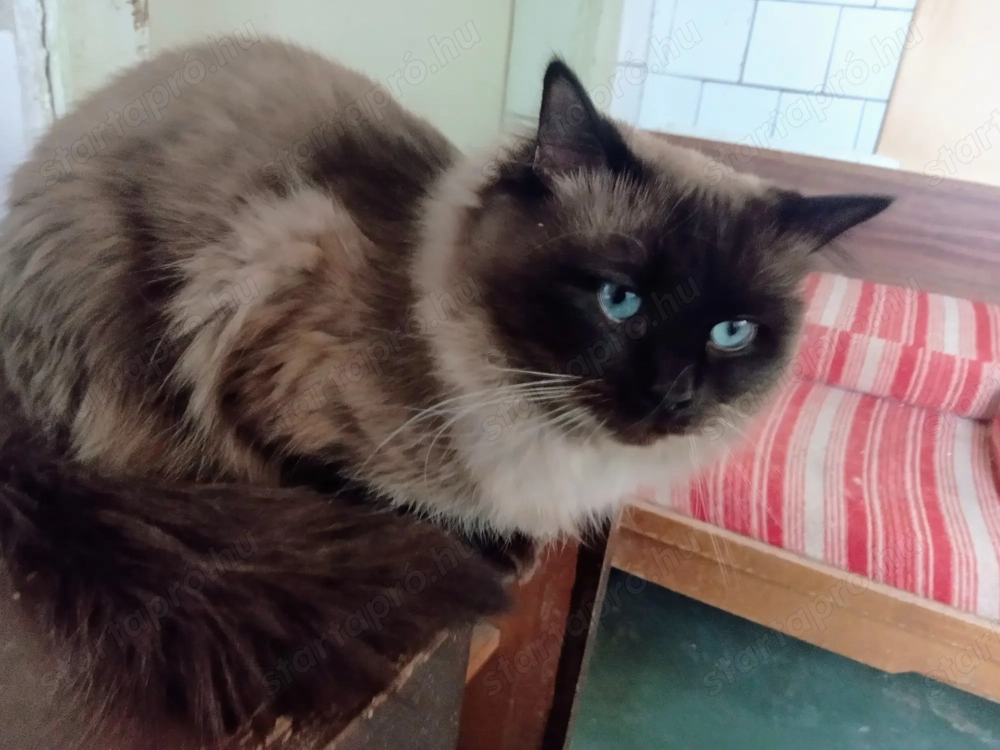 Eladó ragdoll fiú cica 