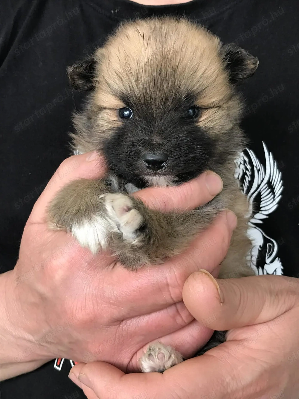 Eladók, foglalhatóak tündéri Spicc, Spitz fiú kutyusok!