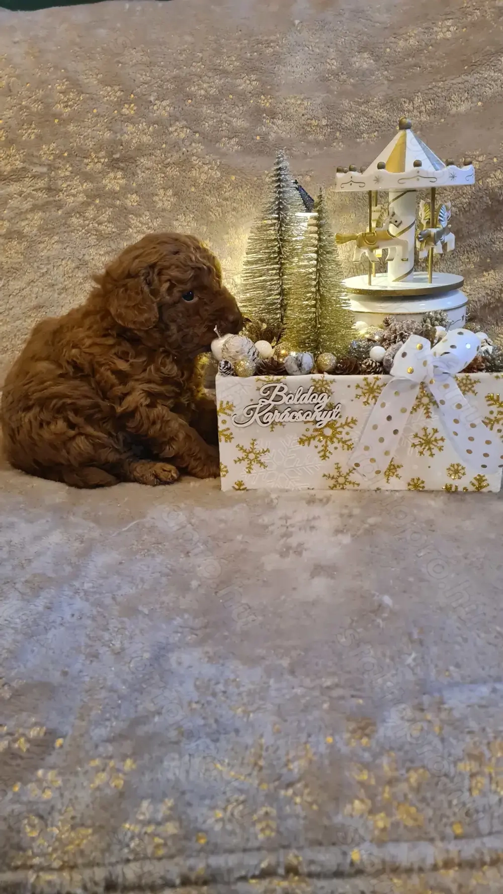 Törpe uszkár kiskutya