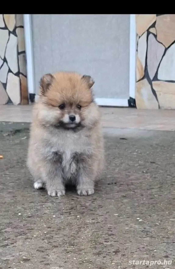 Pomerániai törpe Spicc Babák