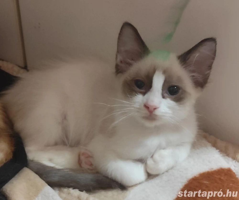 ragdoll kislány elvihető