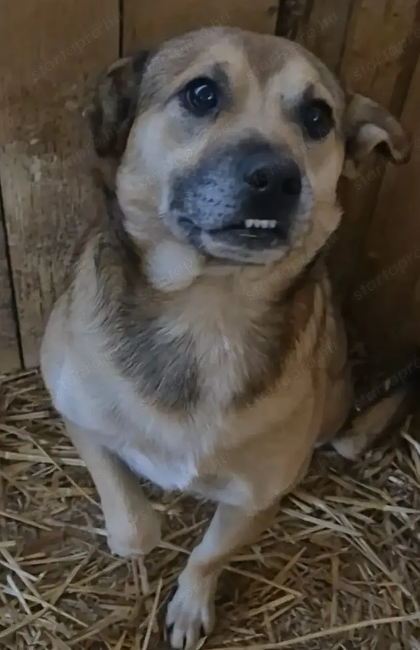 Gyepmesteri telep gazdakeresői