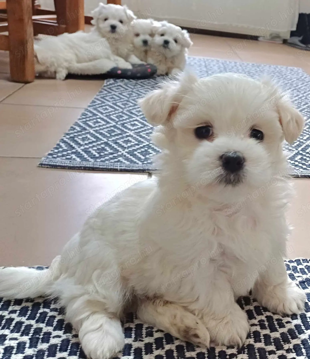 Máltai selyemszőrű kiskutyák eladók