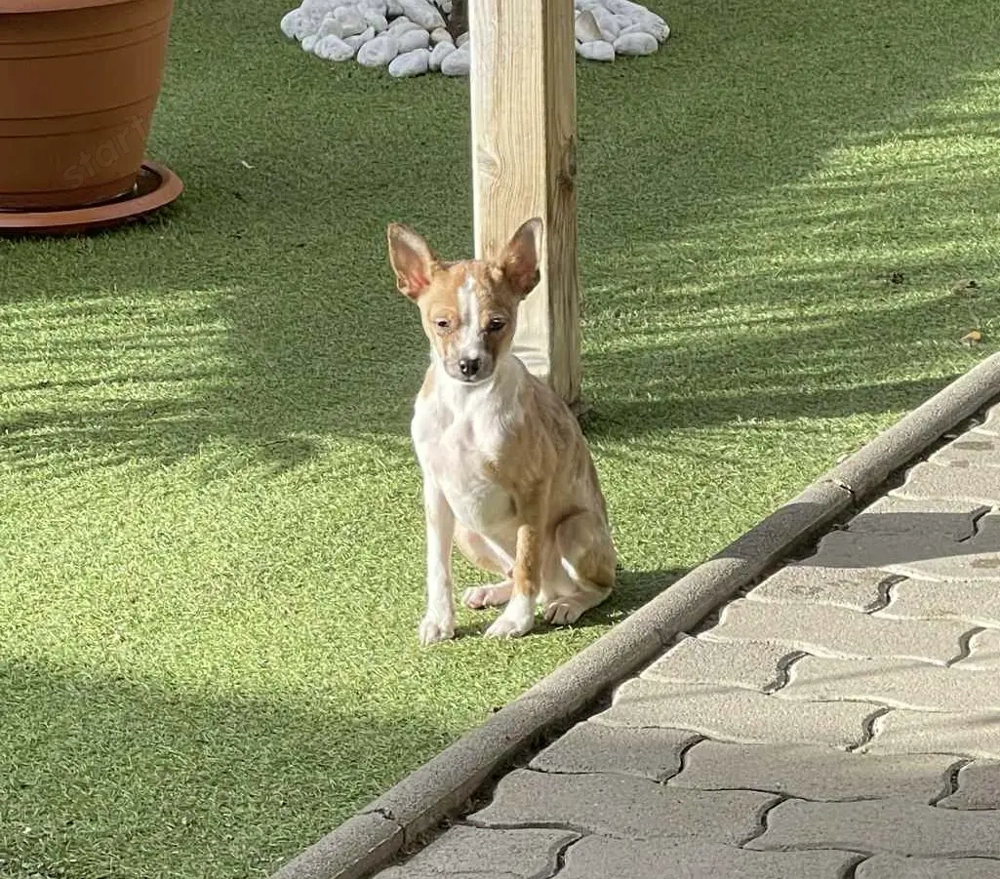 Csivava kisfiú eladó