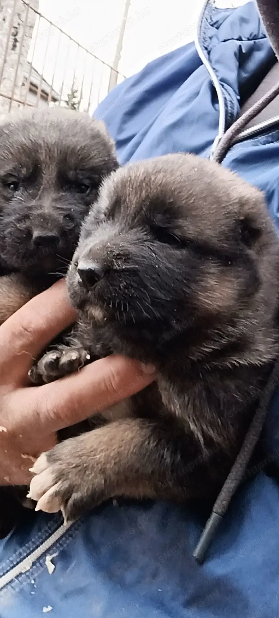 Elado kozep Ázsiai kiskutyák 