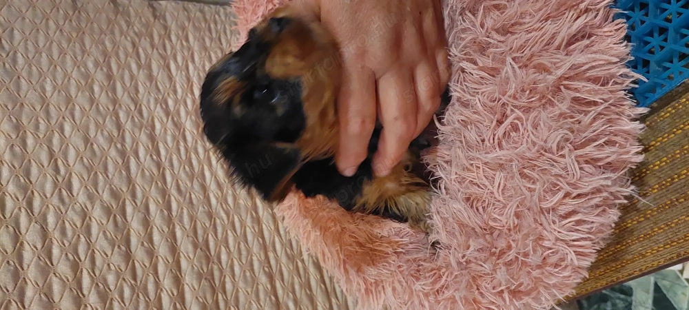 Eladó York-i kan kis kutyák 