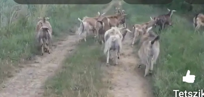 Vemhes kecskék várják új gazdájukat.