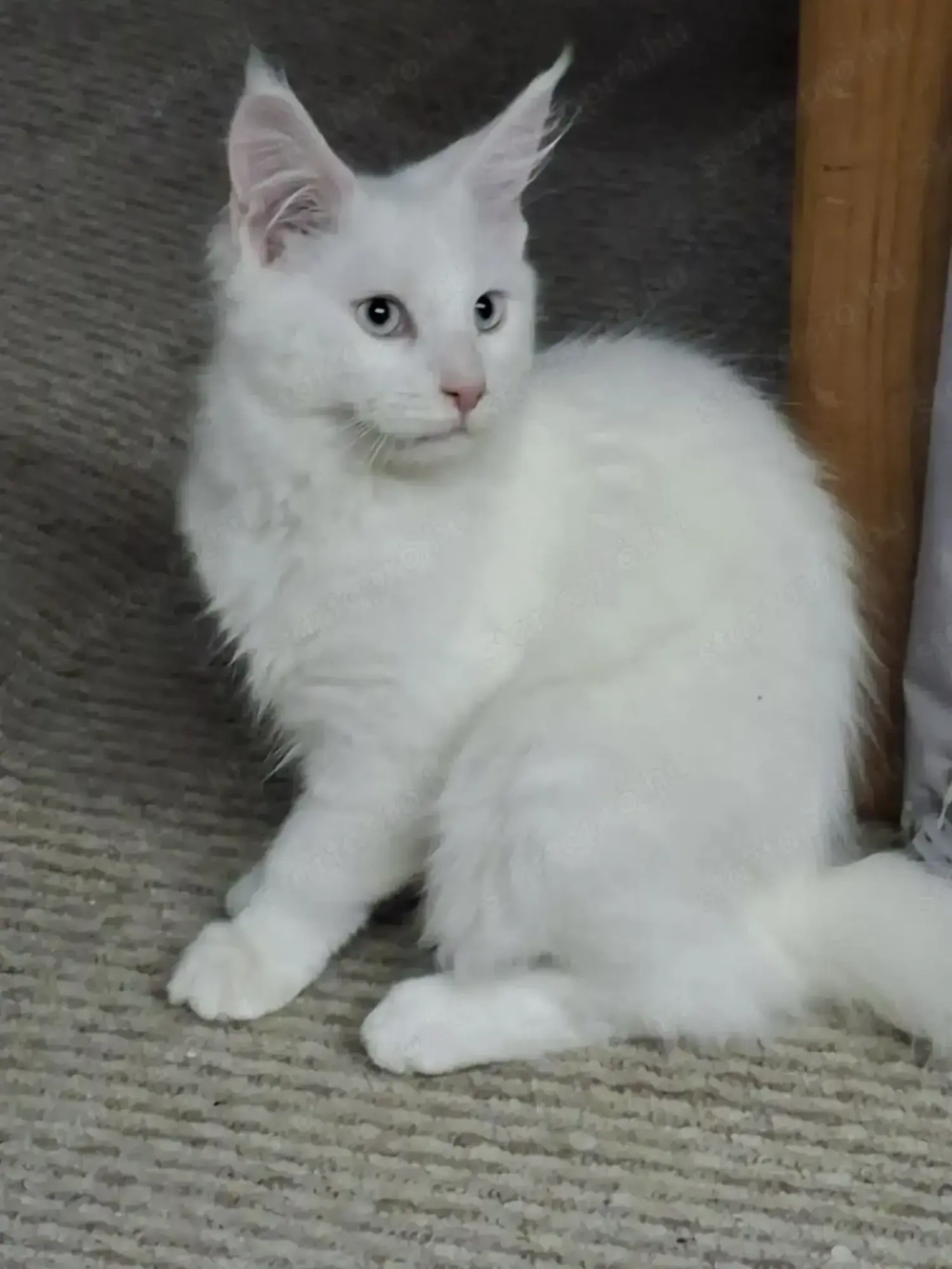 Eladó maine coon cica