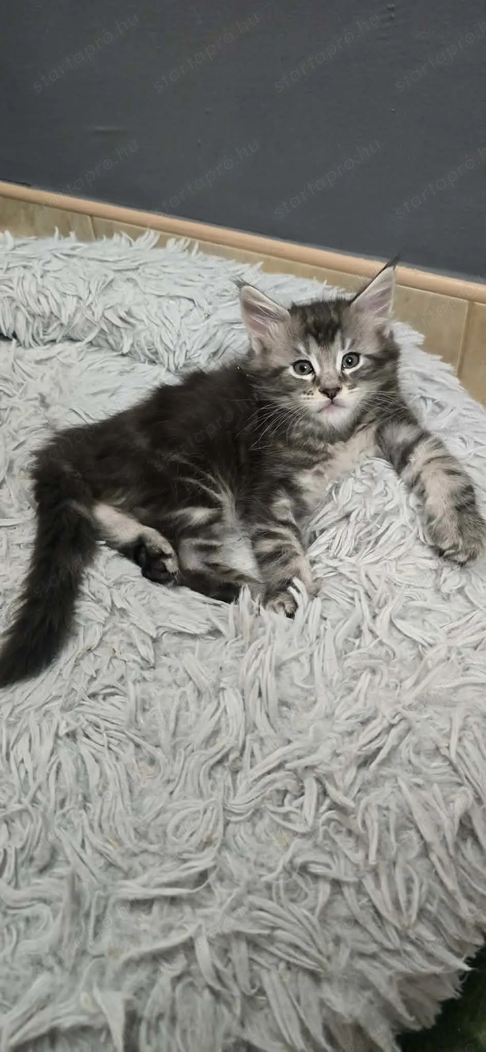 Maine Coon kiscica Szerető Otthont keres!