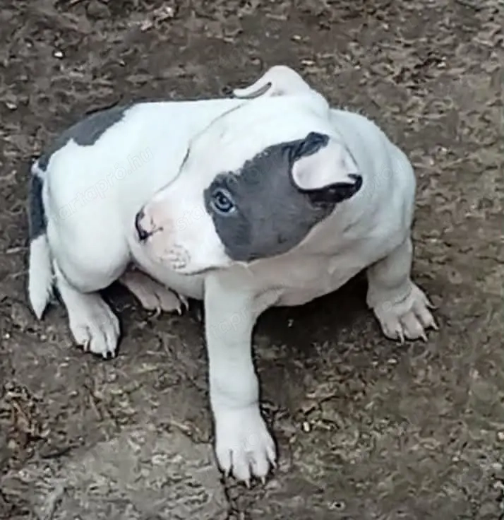 Eladó amerikai staffordshire terrier 