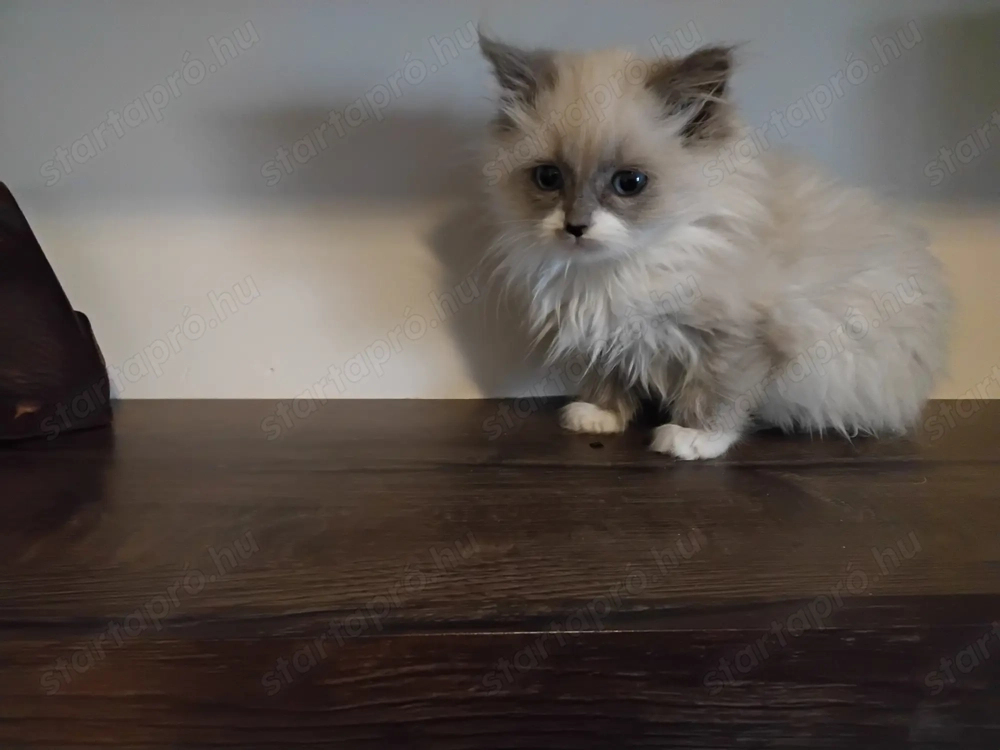 Ragdoll macska eladó 