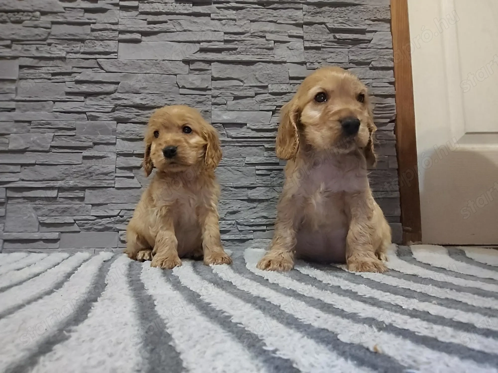 Spániel kiskutyák eladók