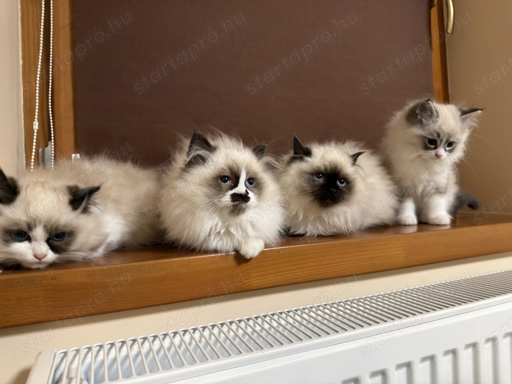 Gyönyörű Ragdoll kiscicák eladóak