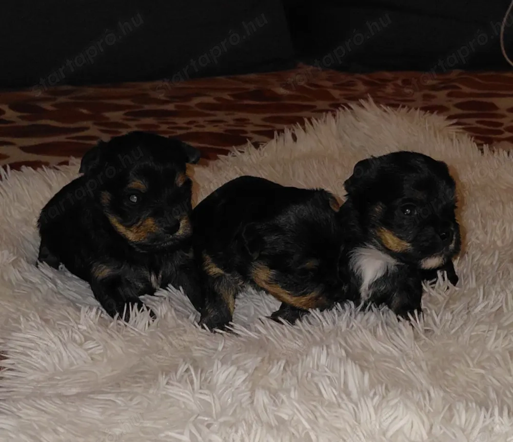 Yorki , Yorkshire terrier kiskutyák 