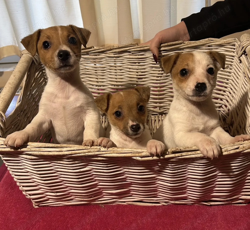 Jack russel eladó