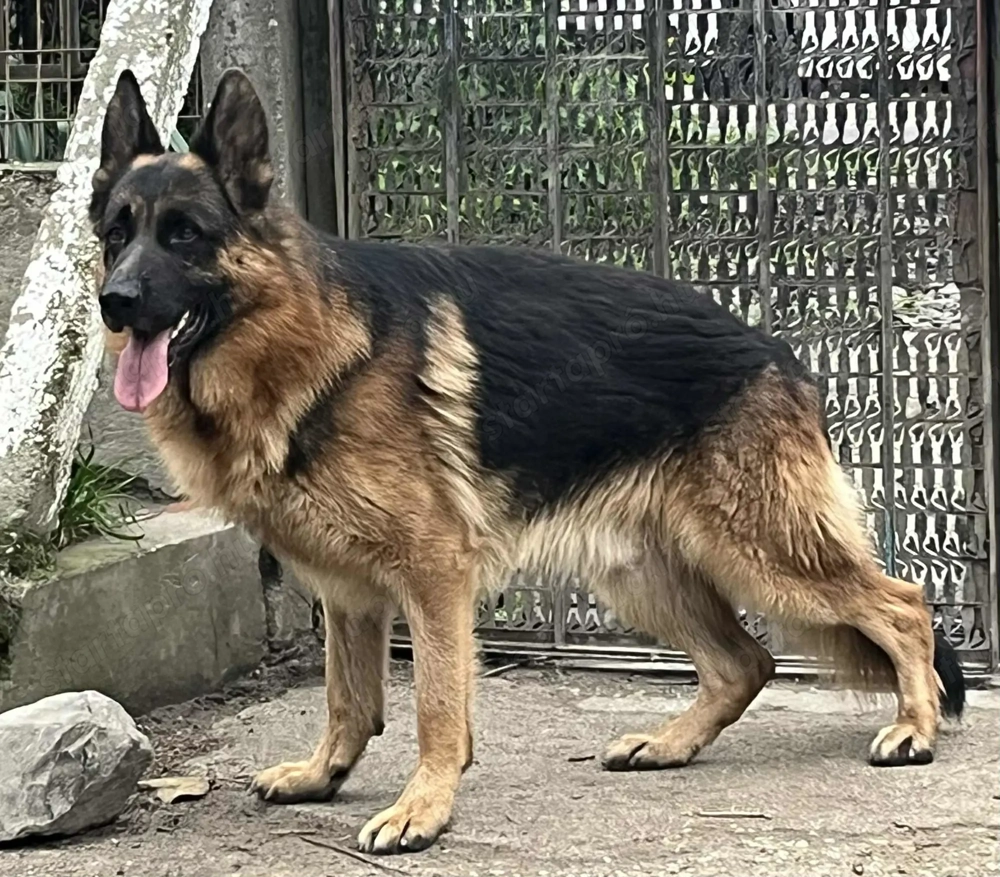 Német juhász németjuhász 2 éves Kan ingyen elvihető!