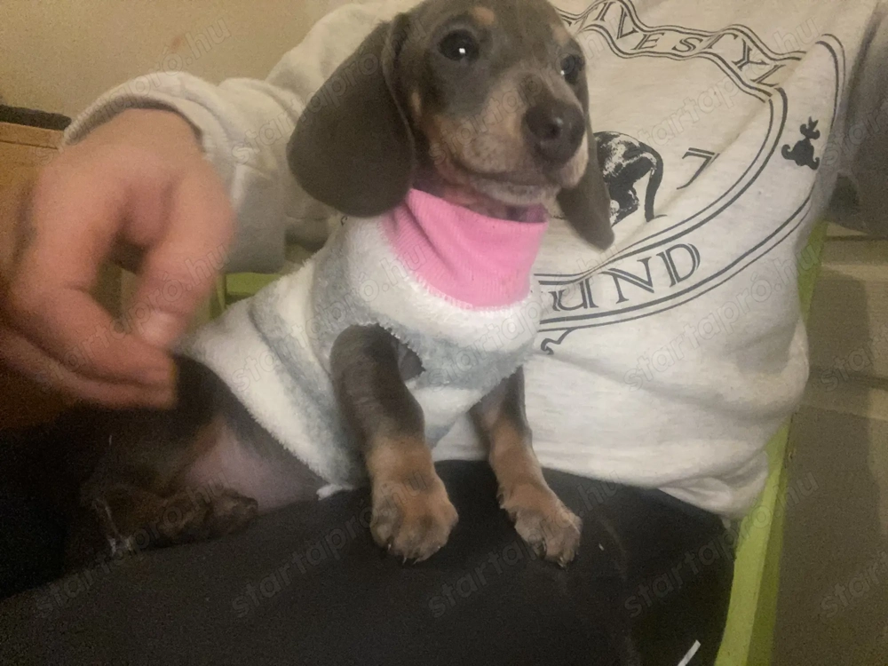 Kék cser törpe tacskó kislány