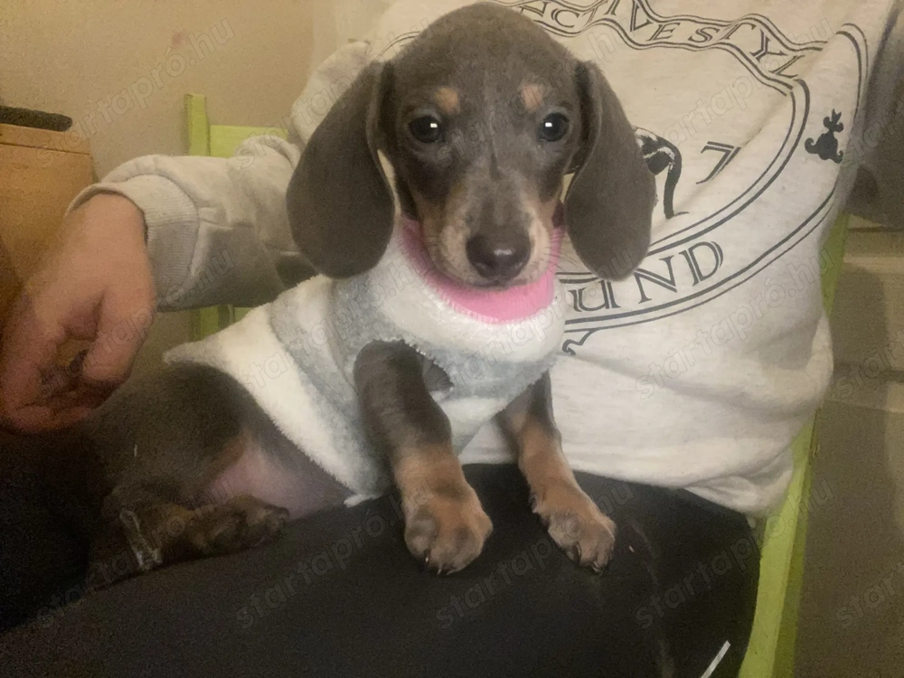 Kék cser törpe tacskó lány