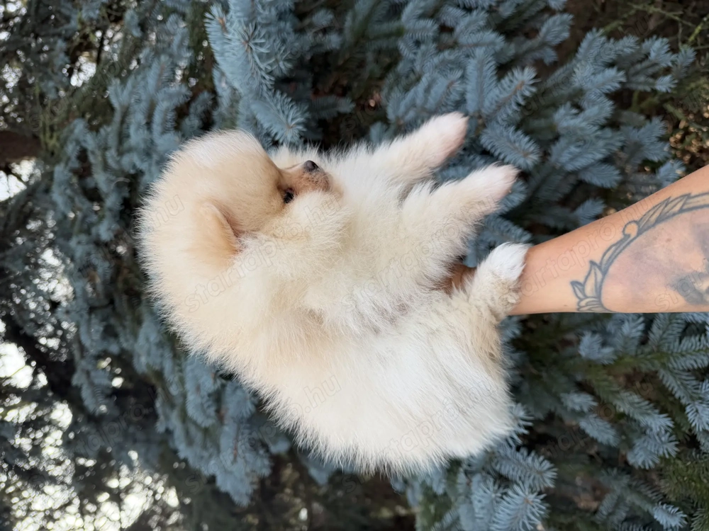 Pomerániai törpe spitz