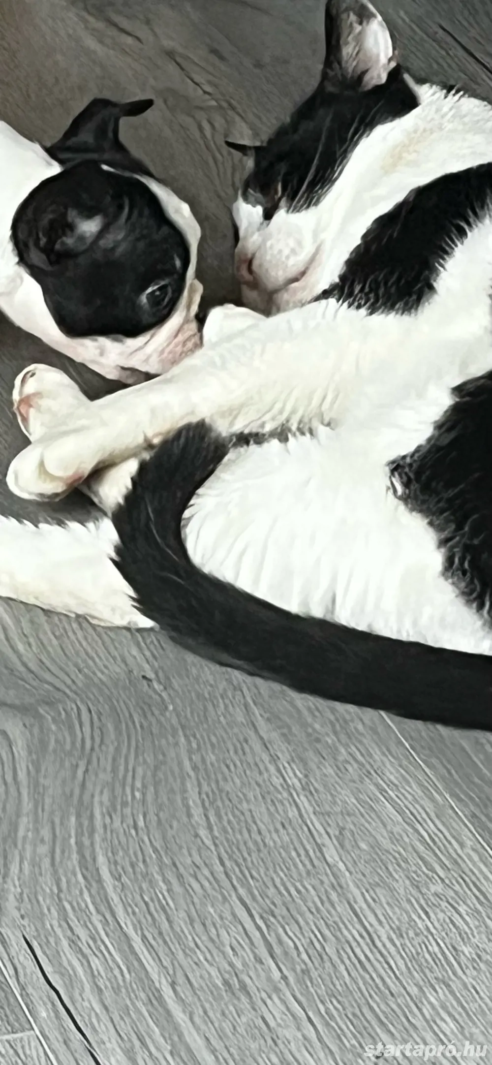 Eladó Boston Terrierek! 