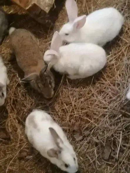 Nyuszik új gazdit keresnek 