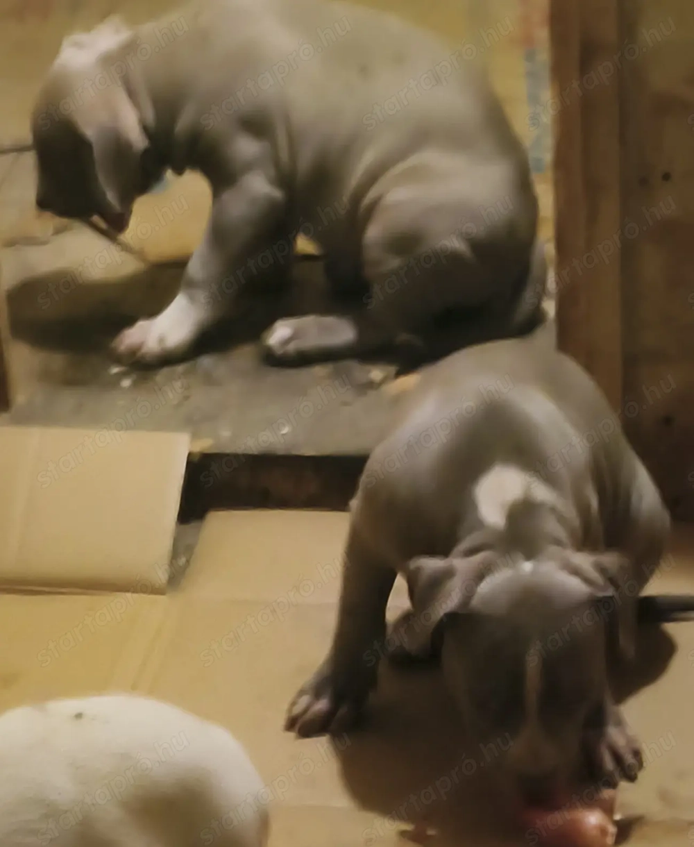 Kiskutyák . Eladók. 