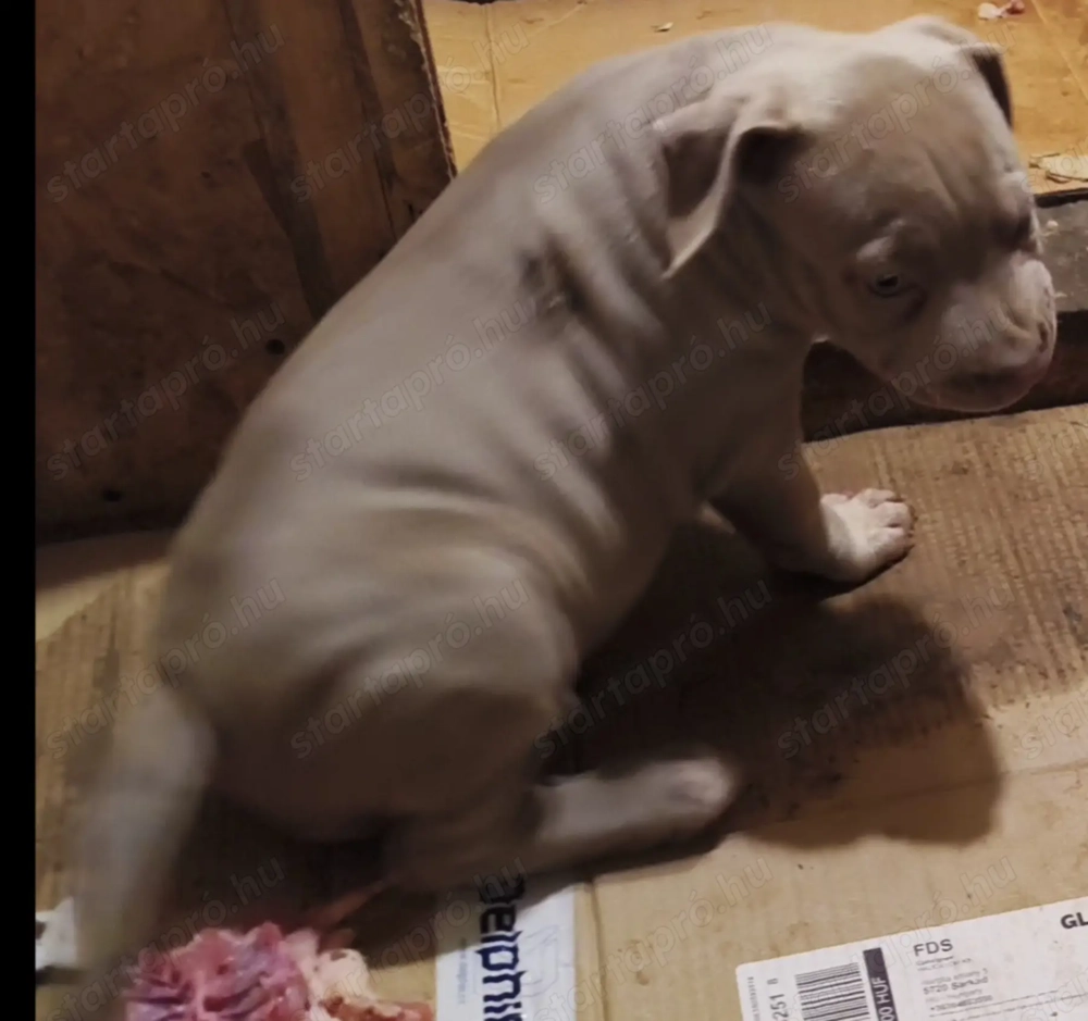 Gyönyörű egészséges  kis kutyák. Eladók. 