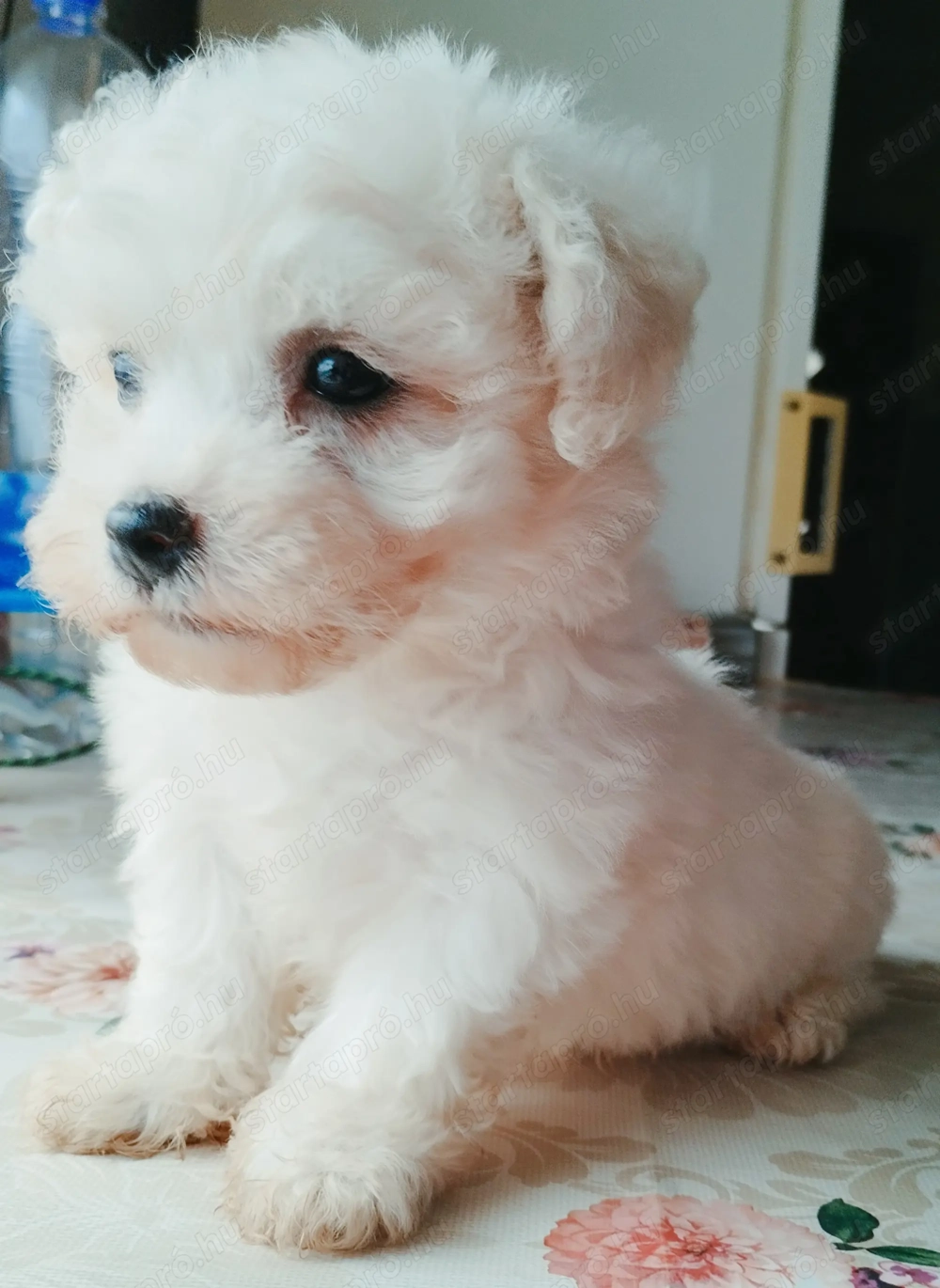 Fehér mini bichon havanese