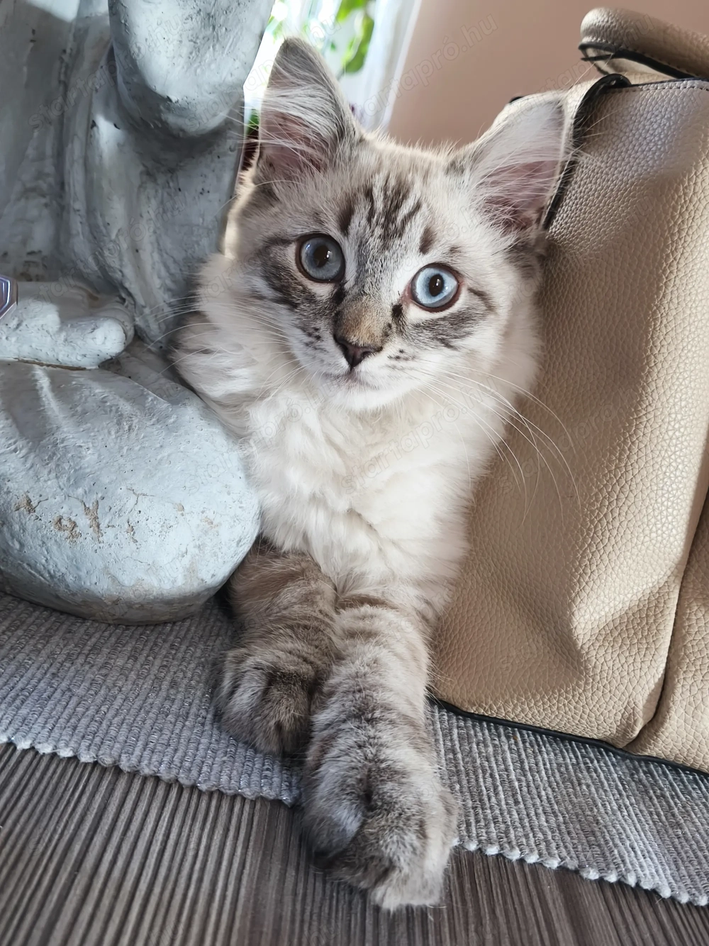 Lynx Ragdoll kandúr 1 éves 