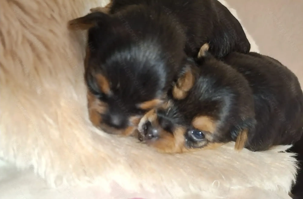 Yorki babák Foglalhatóak 