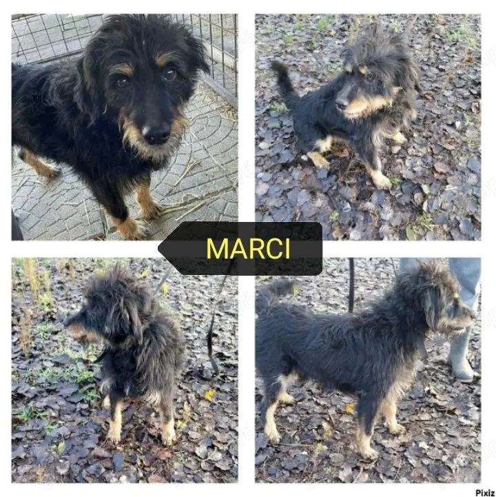 Gazdit keresünk a 9 évesen leadott Marcinak