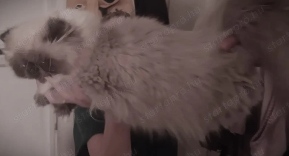 Eladó, 7-hós ivaros, Törzskönyvvel, oltásokkal, chippel rendelkező, Himalája perzsa hatalmas termetű