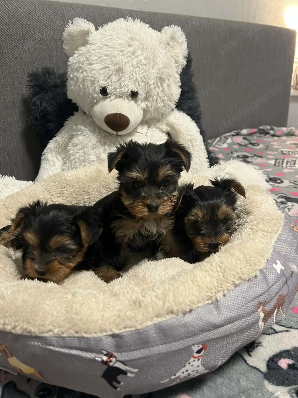 Yorki kis baba kiskutyák