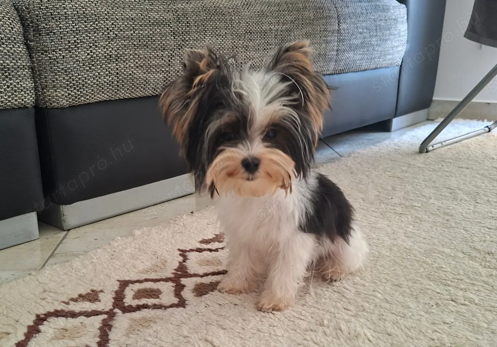 Gyönyörű szép mini Biewer Yorkshire terrier kisfiú yorki