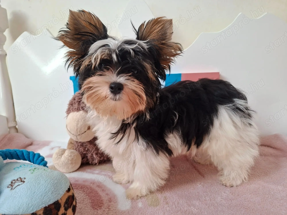 Gyönyörű szép Biewer Yorkshire terrier kisfiú yorki