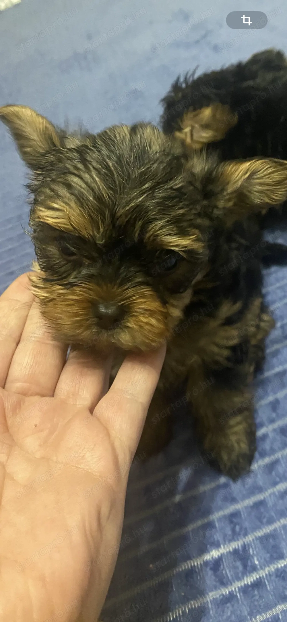 Yorki kislány kisfiú