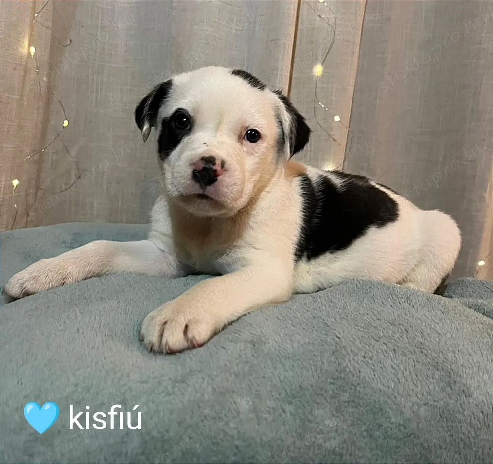 Amerikai staffordshire terrier fajtatiszta kiskutyák eladók 