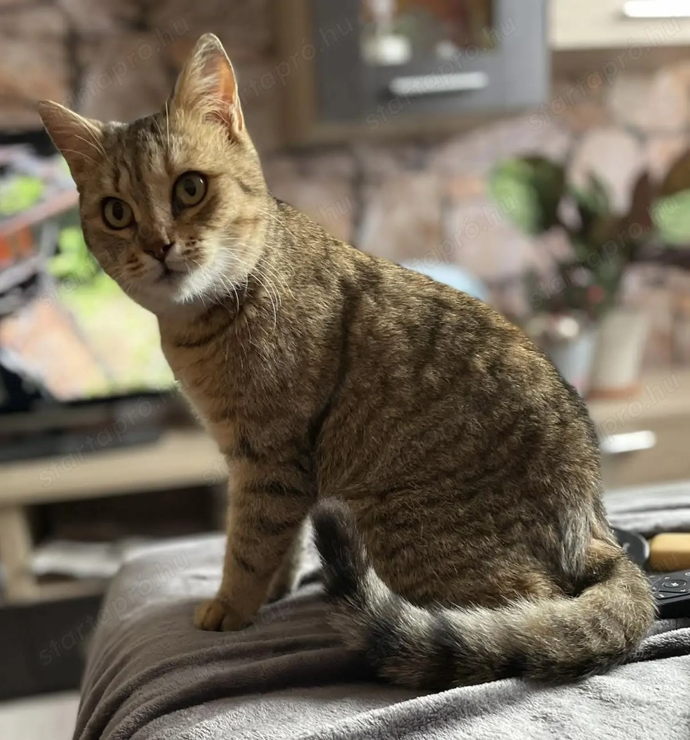 Cica ingyen elvihető