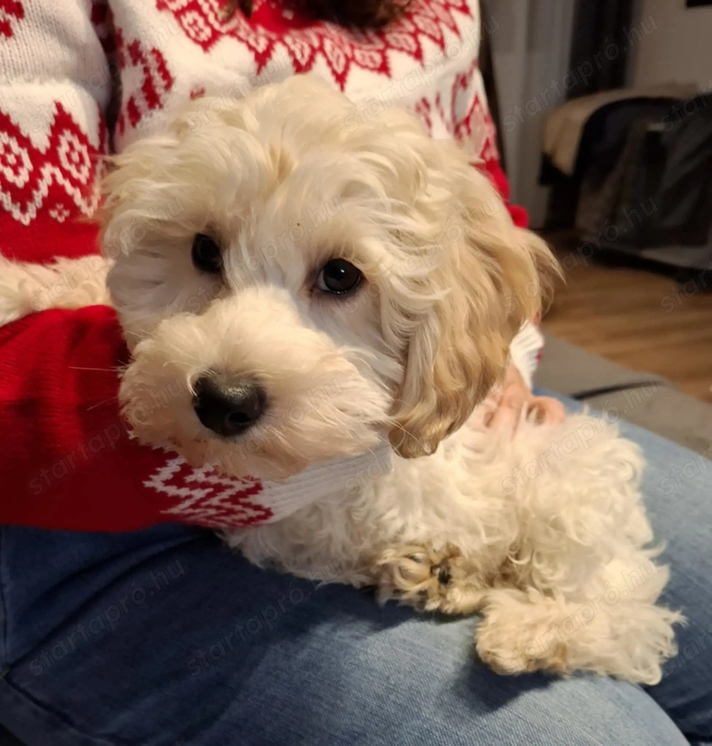 Maltipoo kan kiskutya