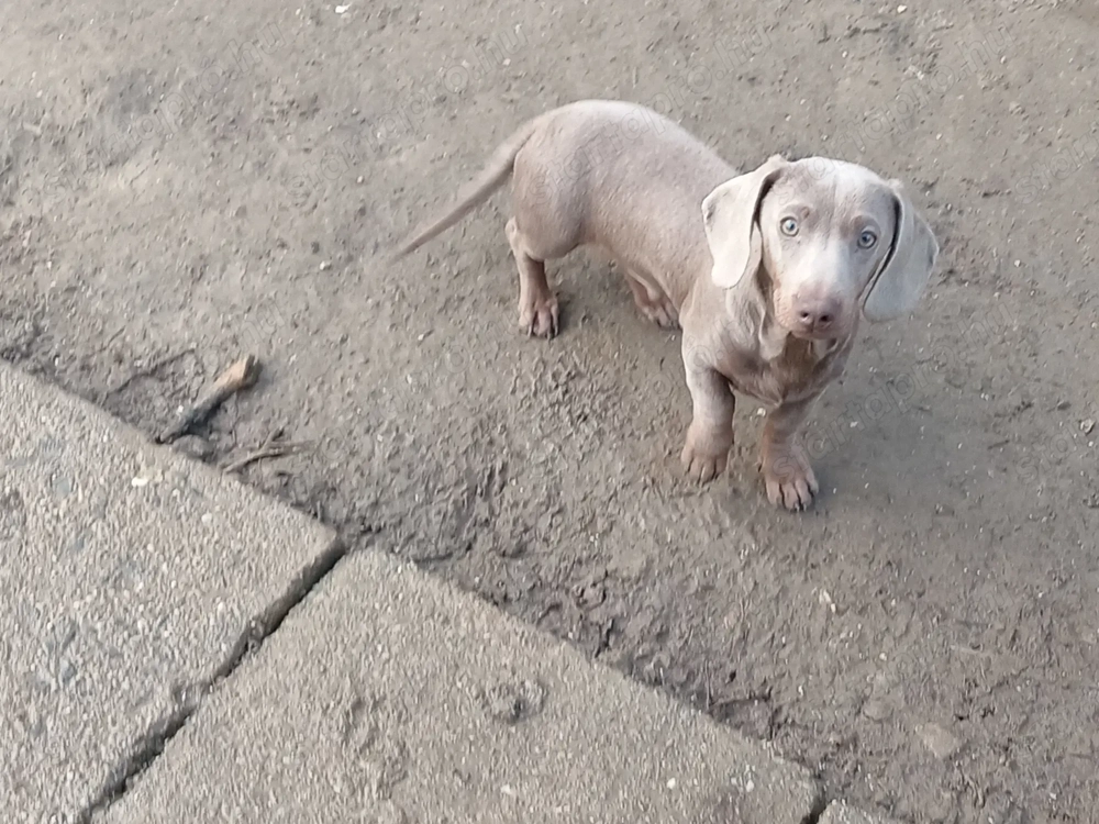 Izabella színű tacskó kan eladó