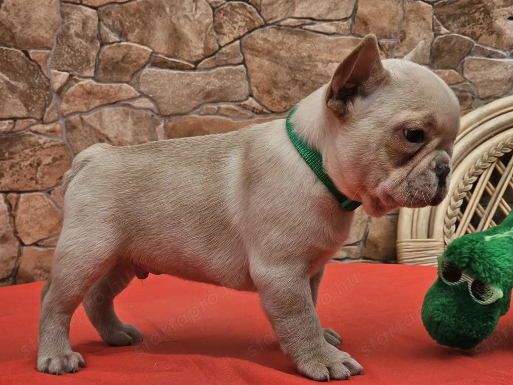 Francia bulldog kiskutyák eladók.