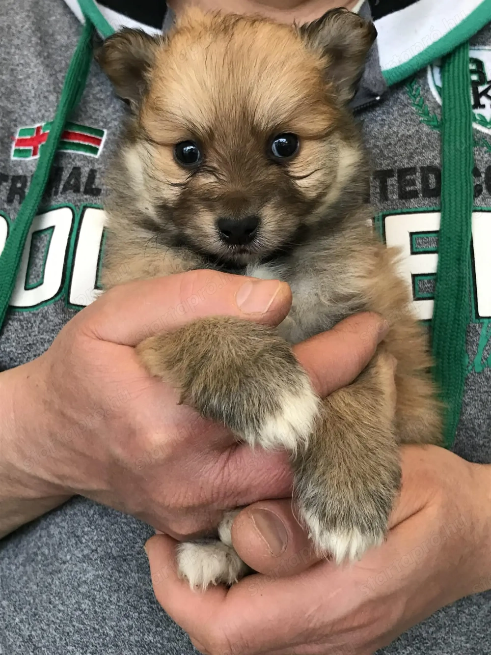 Eladó,foglalható tündéri Spicc, Spitz fiú  kiskutyus.!