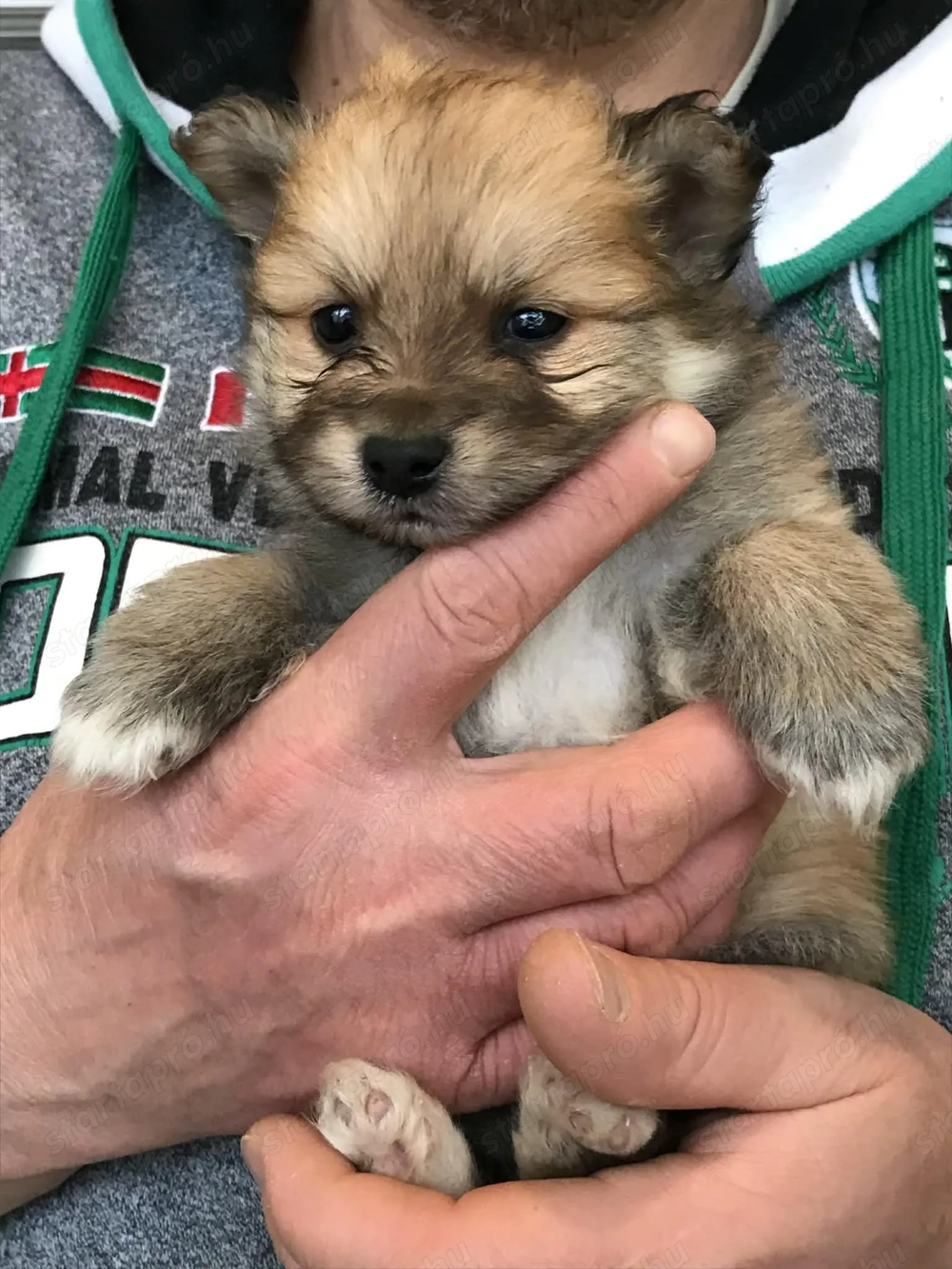 Eladó,foglalható tündéri Spicc, Spitz fiú kutyus!