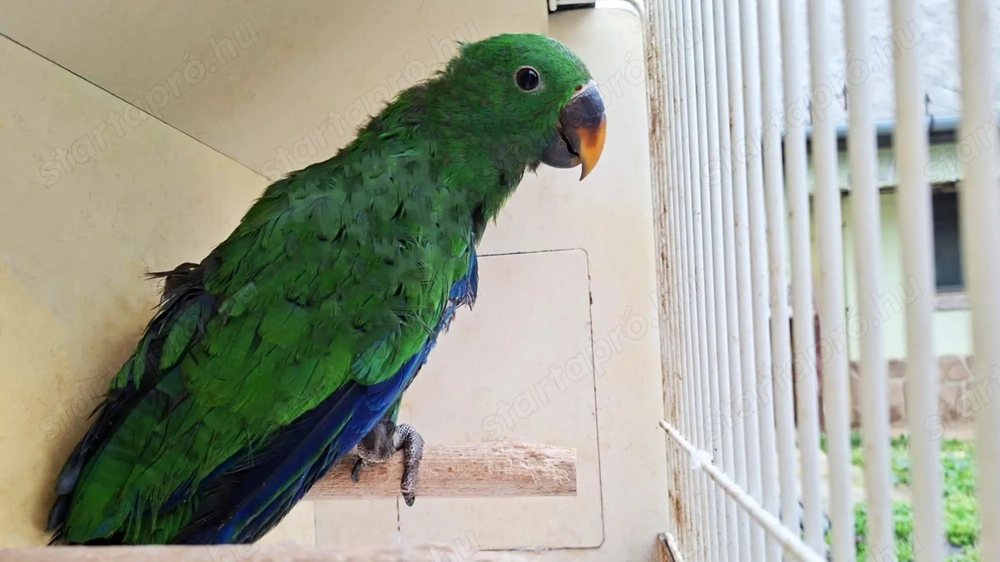 Nemespapagáj 2025-ös hím Kézzel Nevelt Fióka