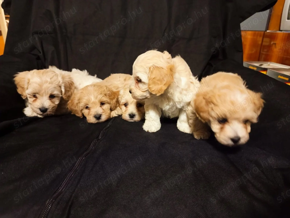 Maltipoo Törpe Fiúk eladók