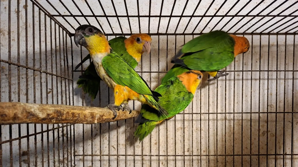 Rozsdássapkás Papagájok Fiókak Kézzel Nevelt Szelíd Papagájok