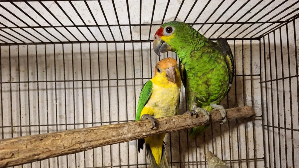 Sárgaarcú Amazon (Autumnalis) 2025-Ös Kézzel Nevelt Szelíd Fióka