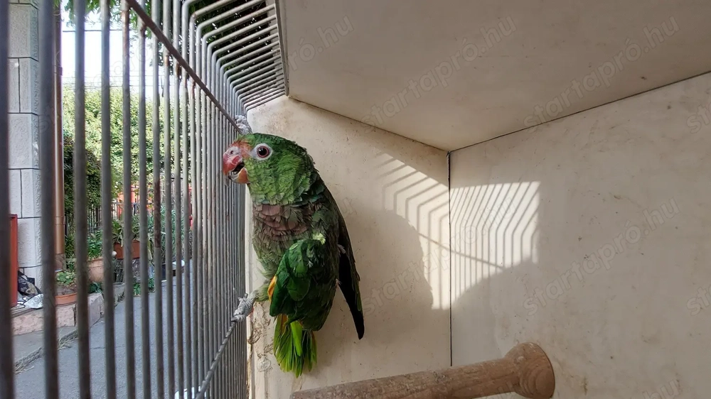 Galambbegyű Amazon (Vinacea) 2024-es tojó