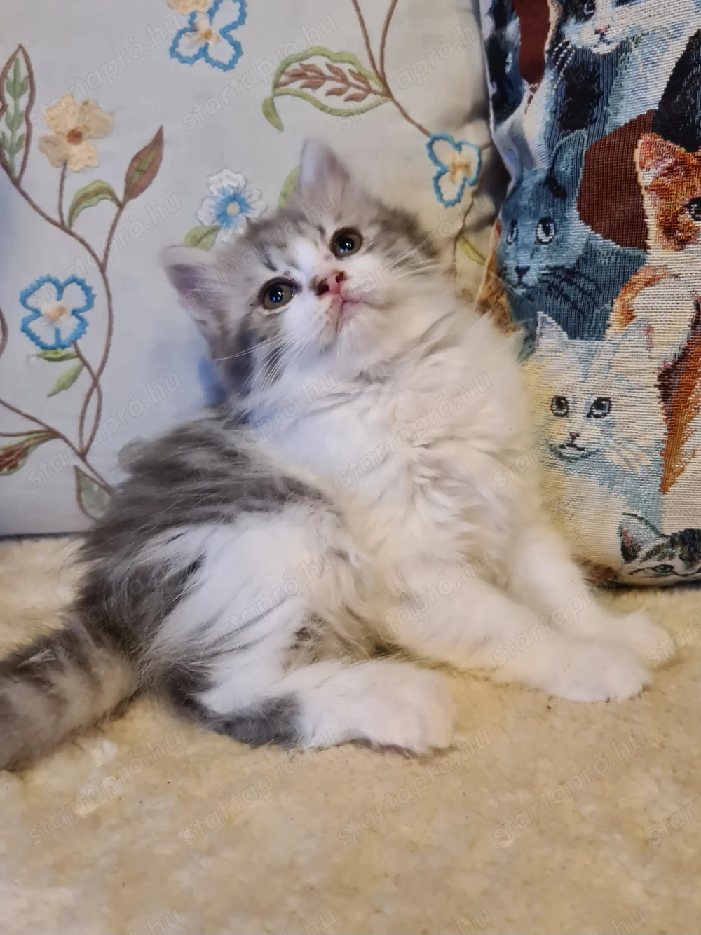 Törzskönyvezett szülőktő Brit hosszú szőrű kiskandúr!